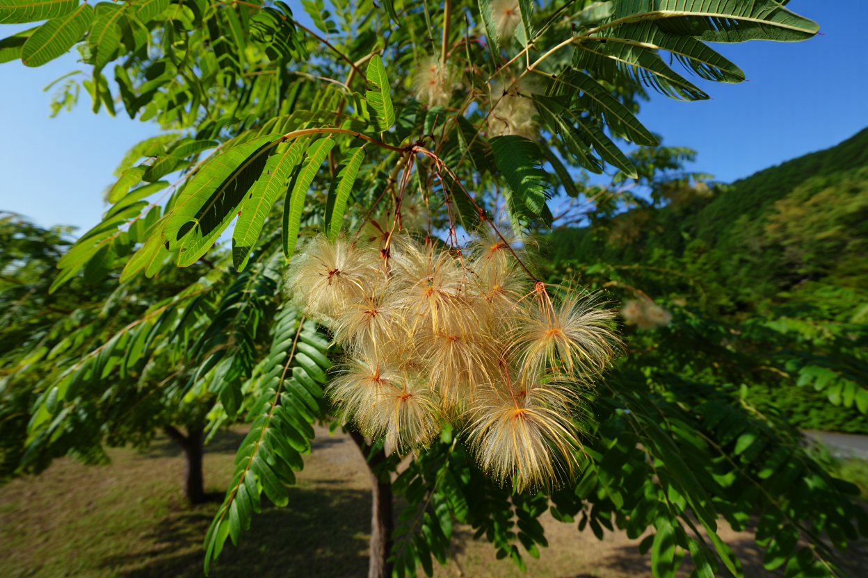 Arbre à soie anti-rides : bienfaits pour le contour des yeux