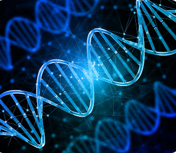 Entretenir la jeunesse et la cohésion des cellules.