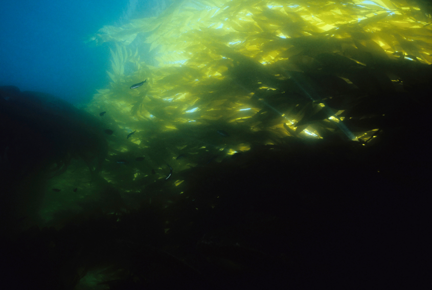 Le bassin de Guaymas (Golfe de Californie) abrite une biodiversité Marine extraordinaire