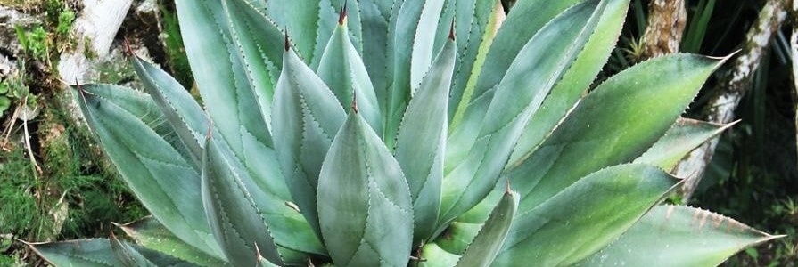 Quelles sont les vertus de l’Aloe Vera ? Comment agit il sur le corps ?